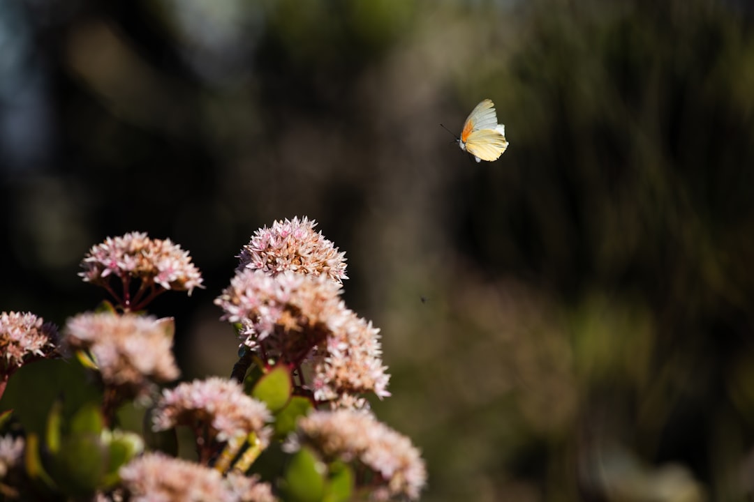 yellow butterfly perched on pink flower in close up photography during daytime