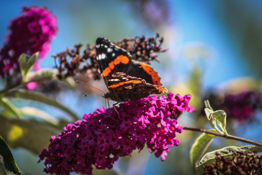 black orange and white butterfly perched on purple flower