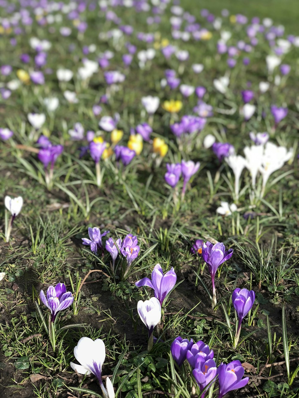 lila Blüten auf grünem Gras tagsüber