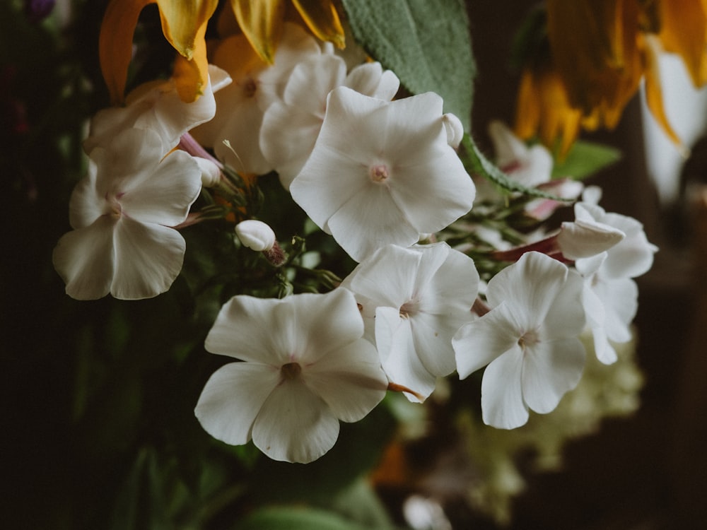 white flowers with green leaves