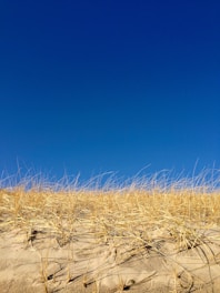 Golden sand dunes stretching under a bright blue sky at Mambrui.