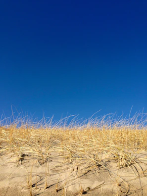 Golden sand dunes of the Sahara desert stretching under a bright blue sky.