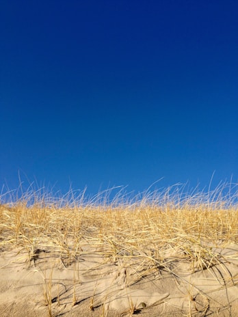 A panoramic view of the golden sand dunes at Mambrui under a clear blue sky.