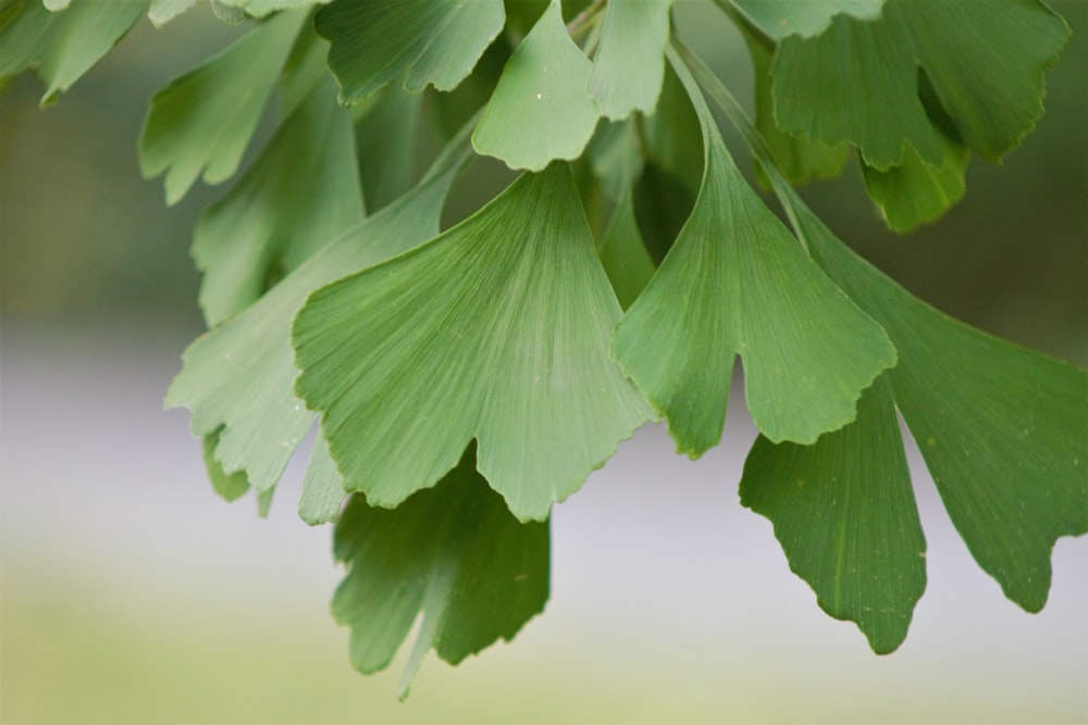 green leaves on white surface