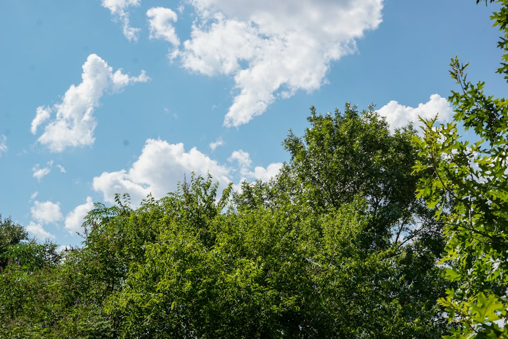 green trees under blue sky and white clouds during daytime