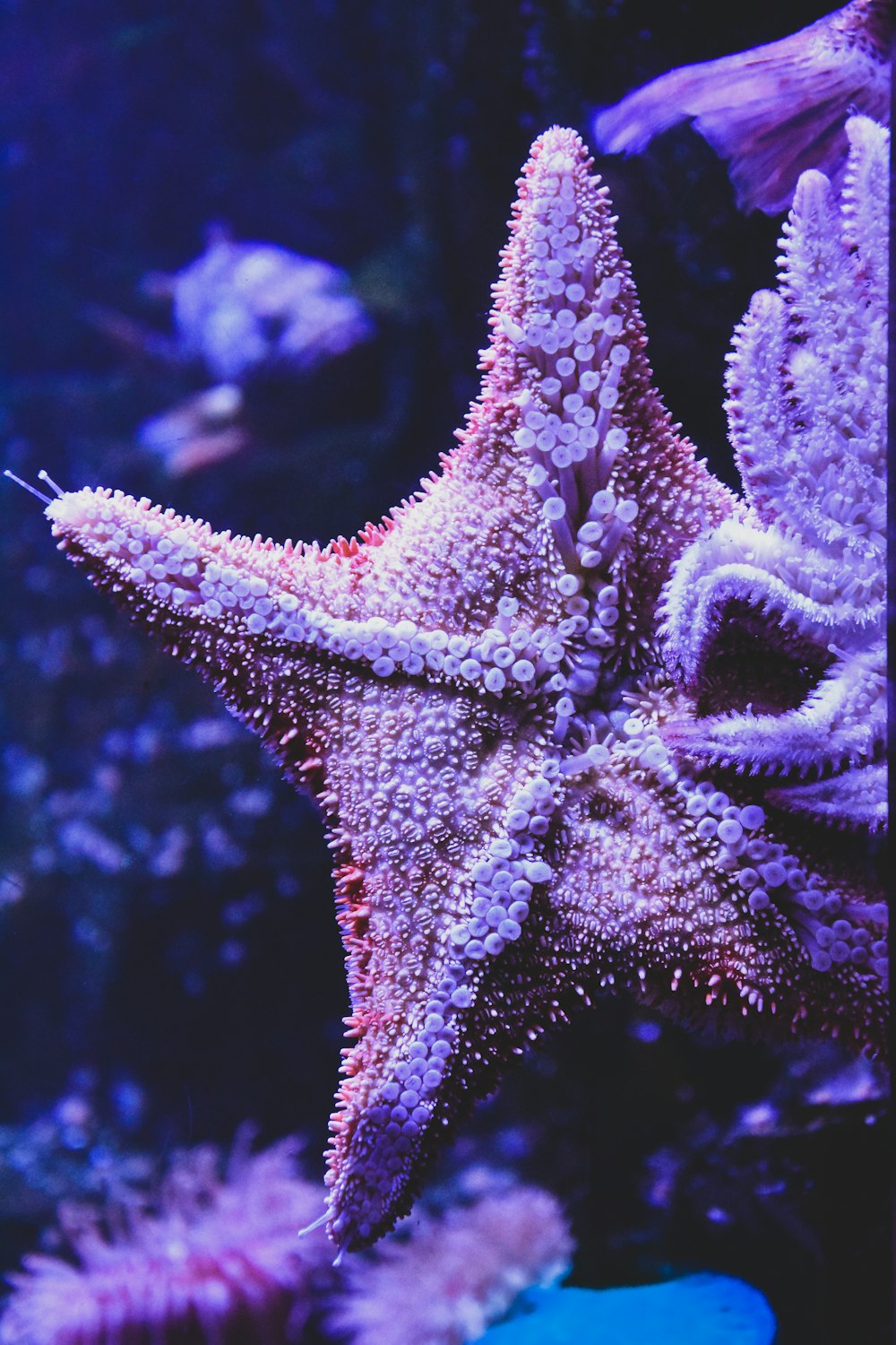 purple starfish in close up photography