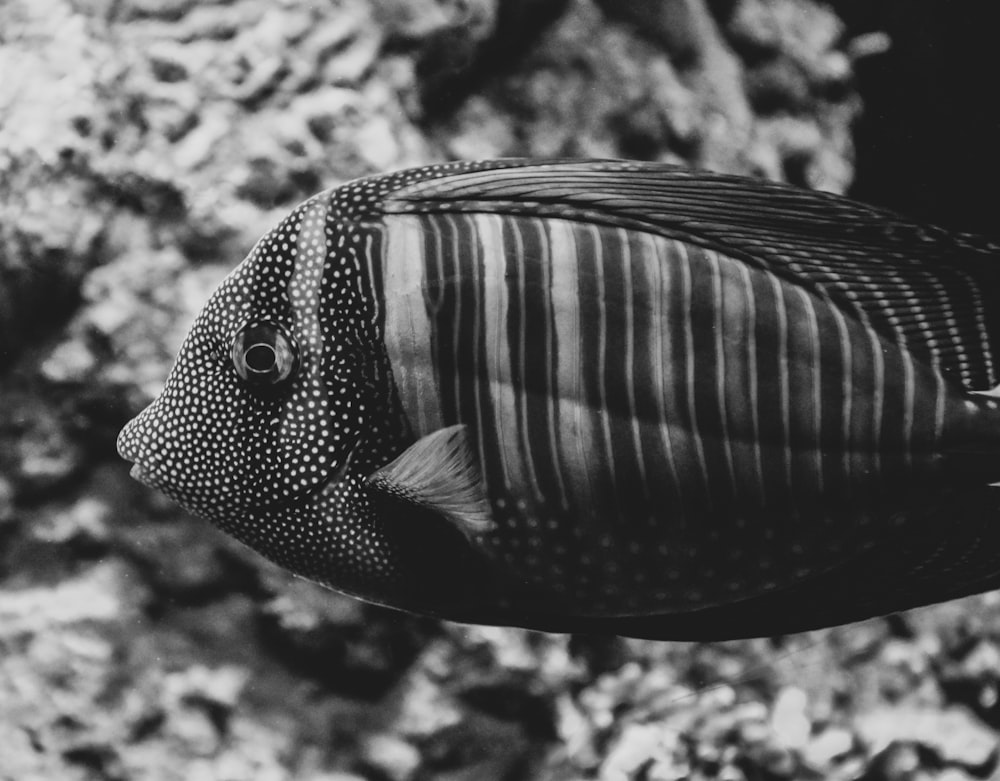black and white fish in close up photography