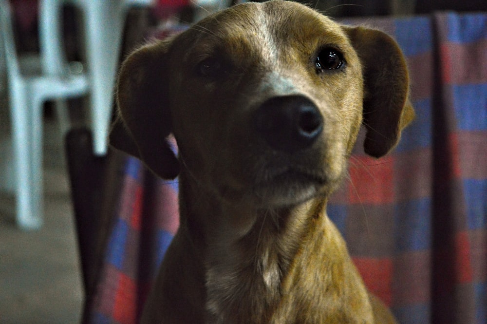 brown short coated dog in tilt shift lens