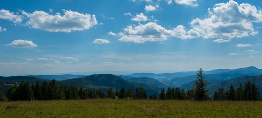 green trees on green grass field under blue sky and white clouds during daytime in Black Forest Germany