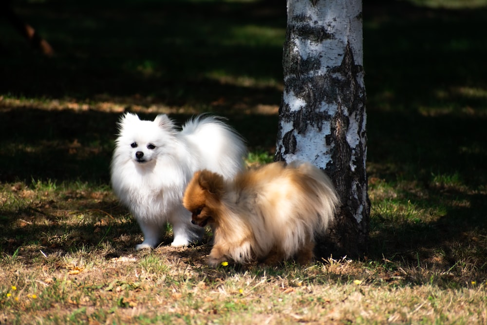 white pomeranian puppy standing beside tree during daytime