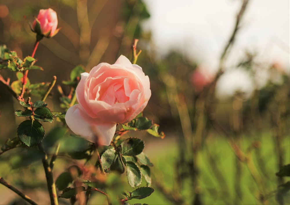 pink rose in bloom during daytime