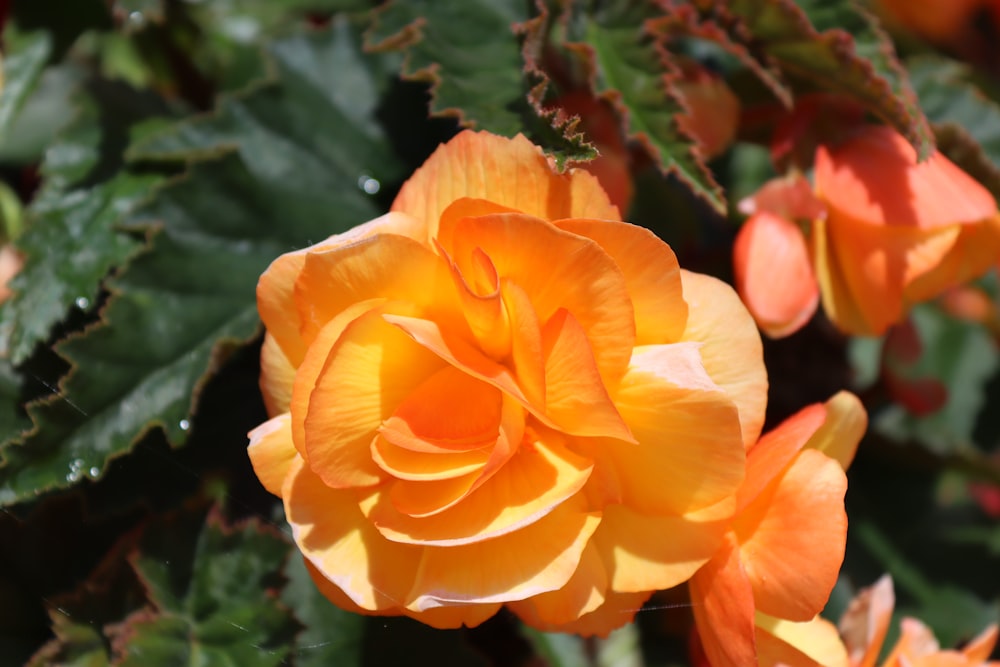 yellow flower in tilt shift lens