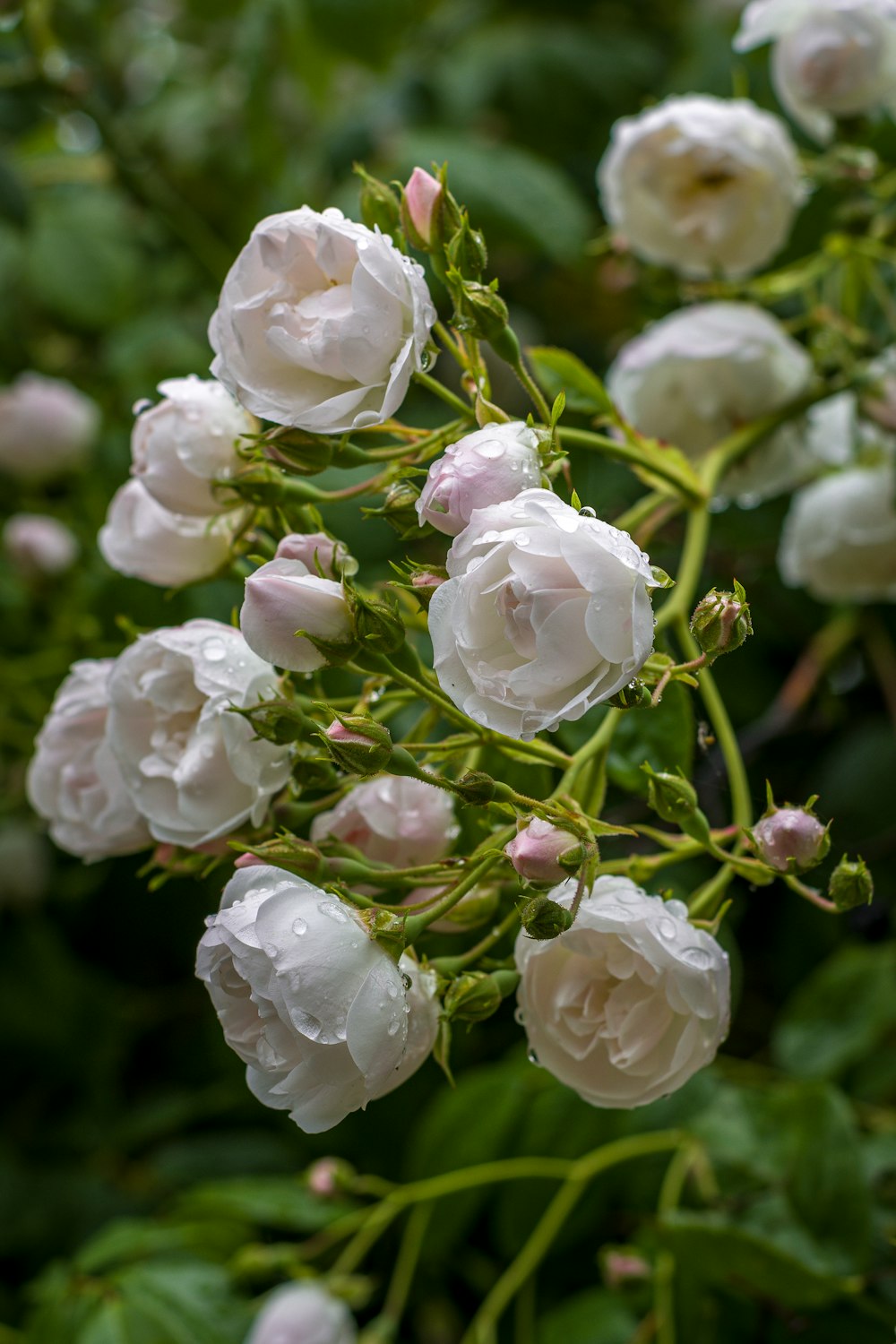 white flowers in tilt shift lens