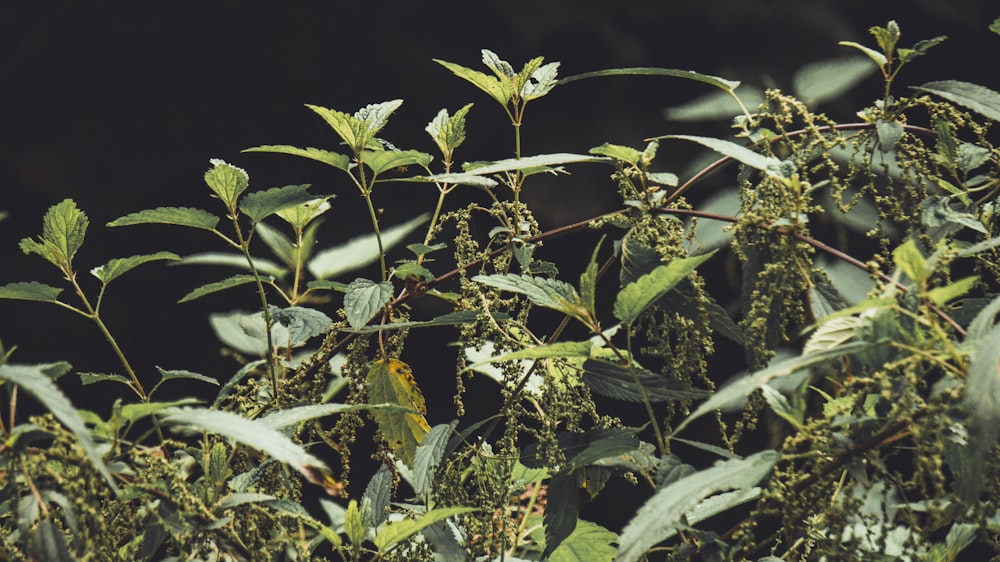 green leaves with black background