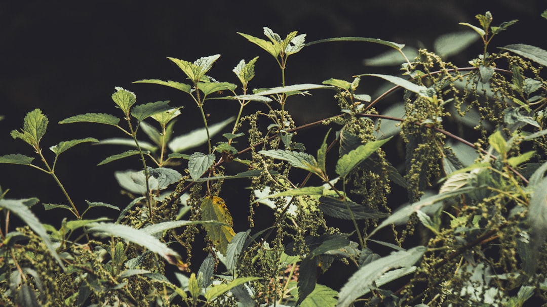 green leaves with black background,