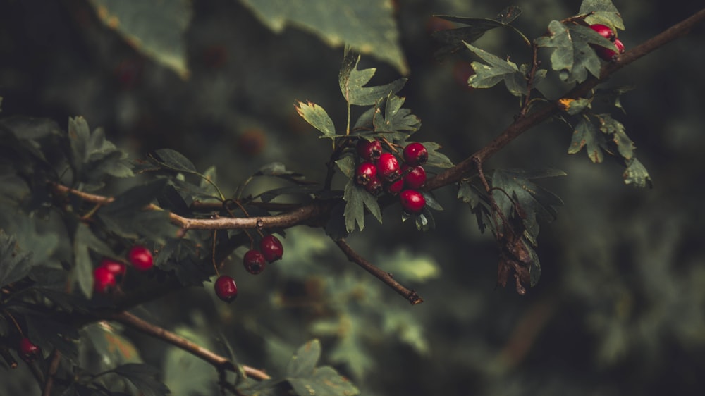 red round fruits on tree branch