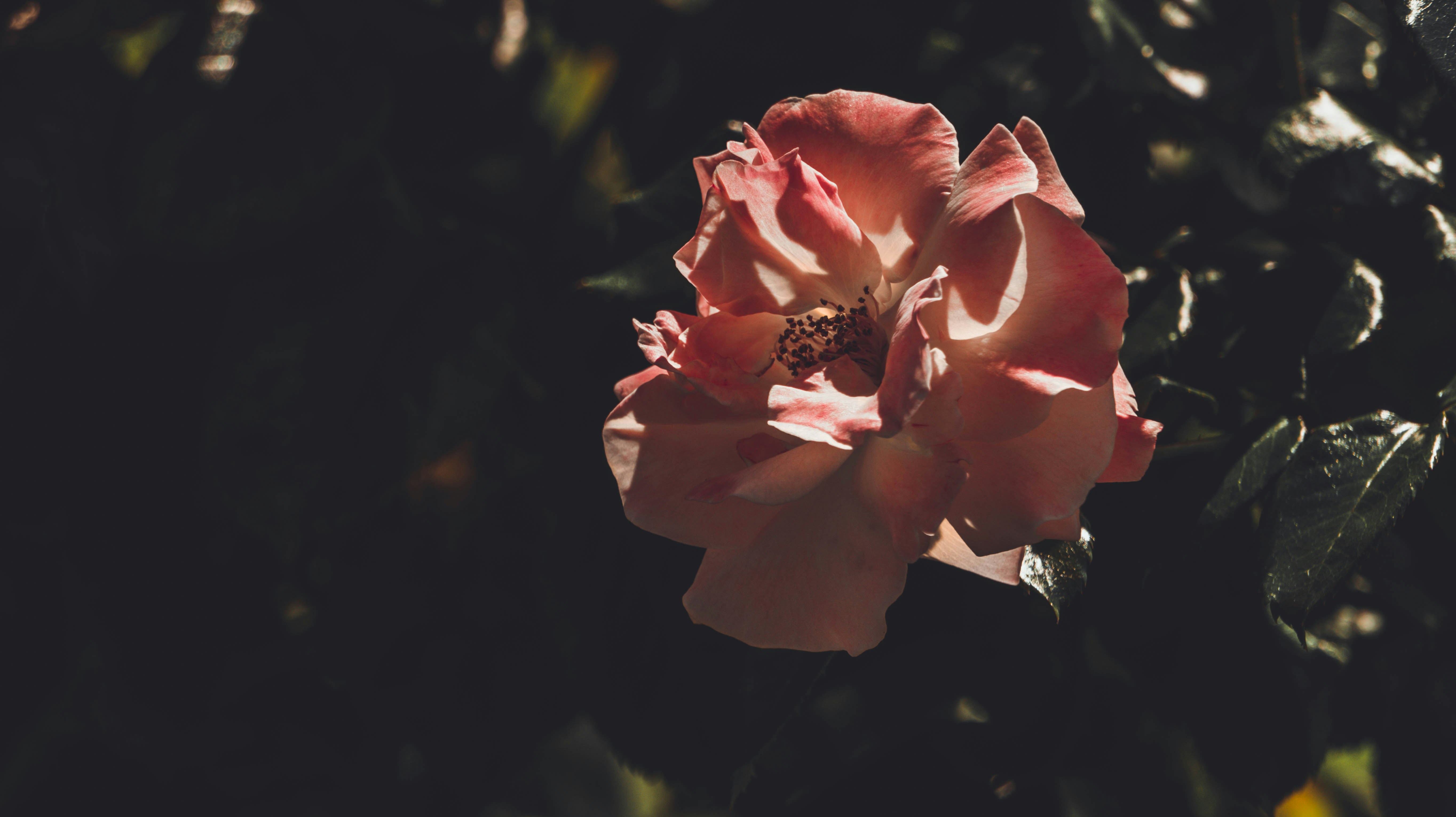 pink rose in bloom during daytime