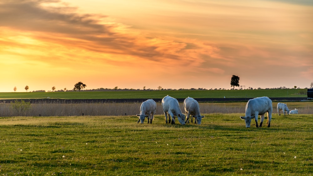 white and black cow on green grass field during sunset