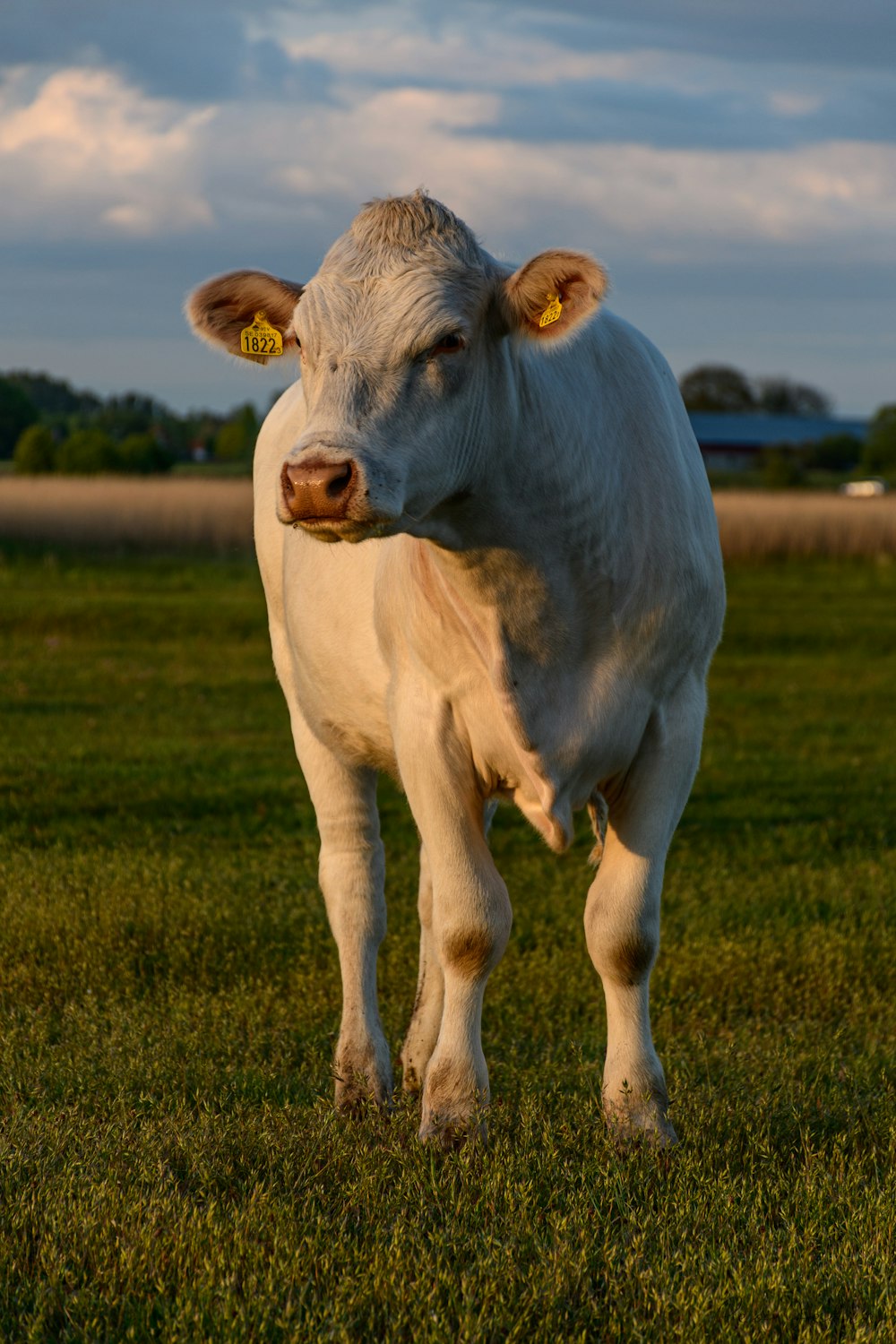 white cow on green grass field during daytime