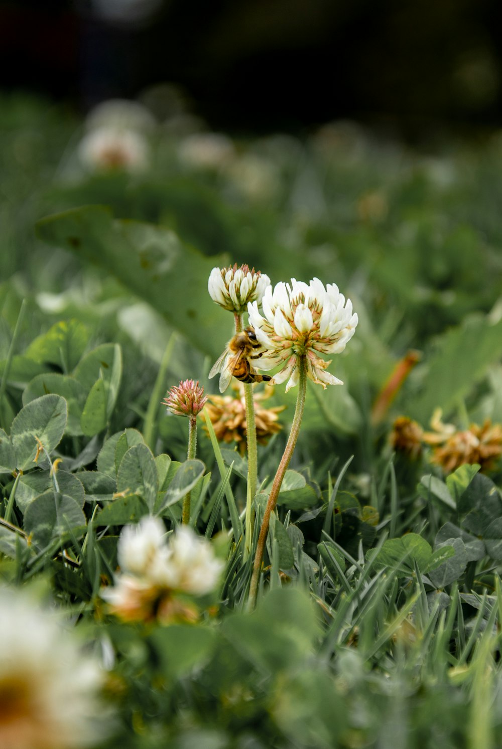 white flower in tilt shift lens