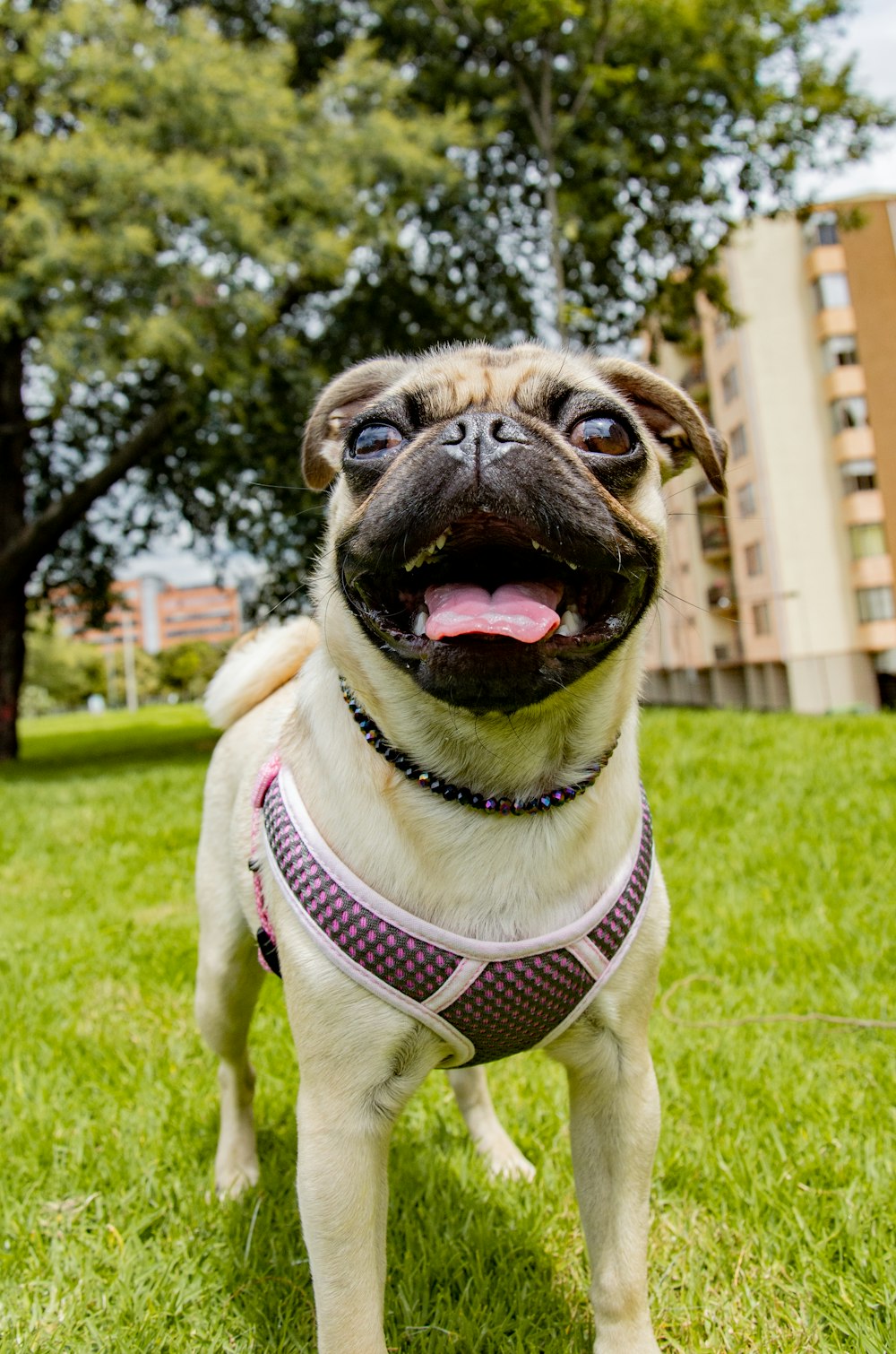 fawn pug on green grass field during daytime