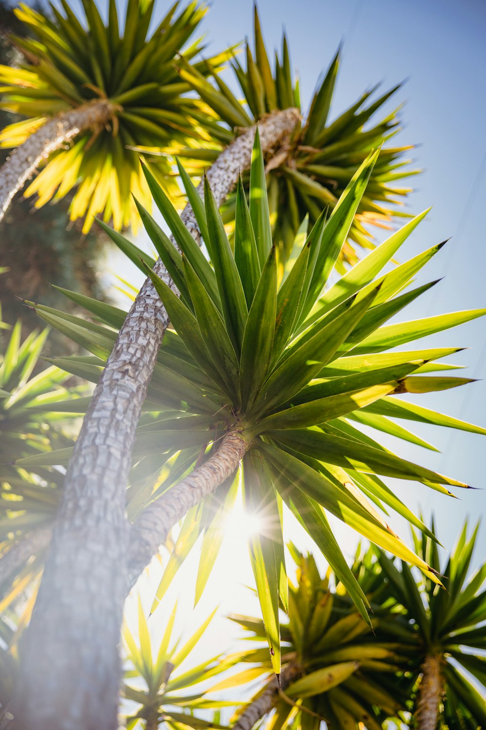 green plant in close up photography