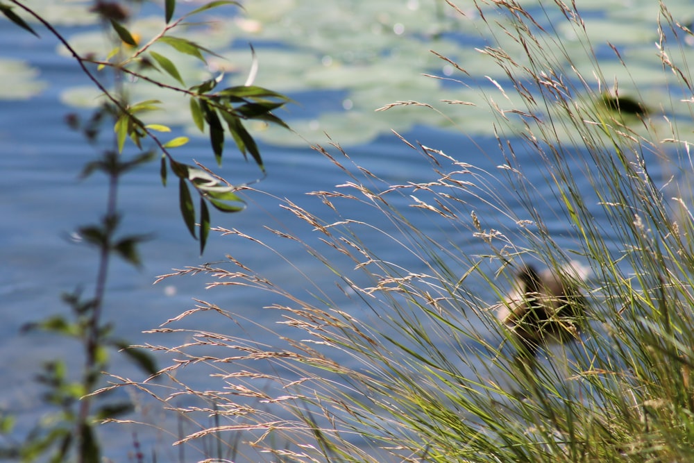 green plant near body of water during daytime