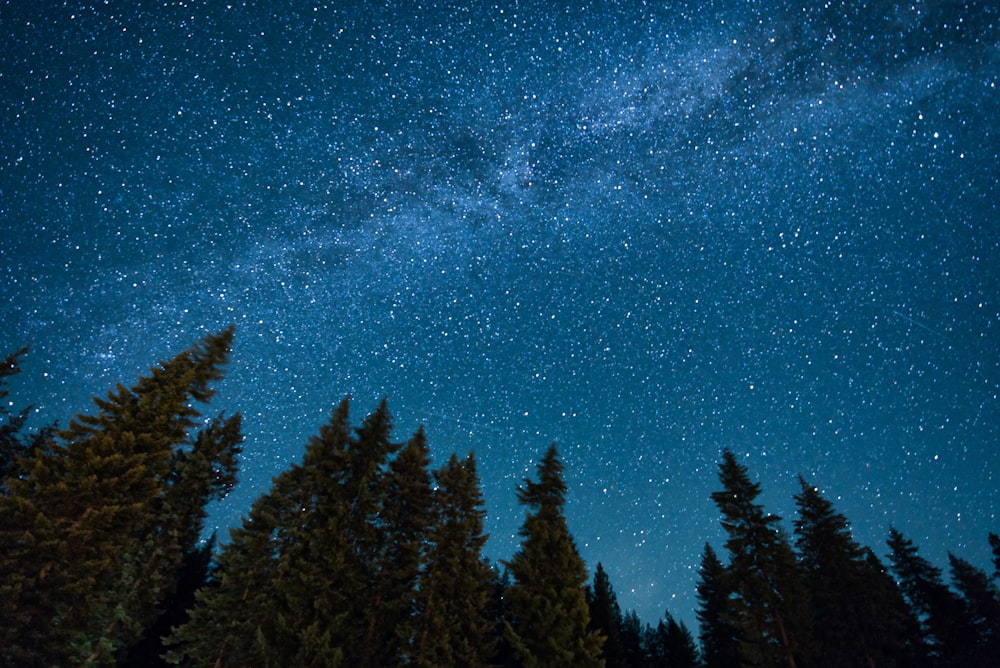 green pine trees under blue sky with stars during night time