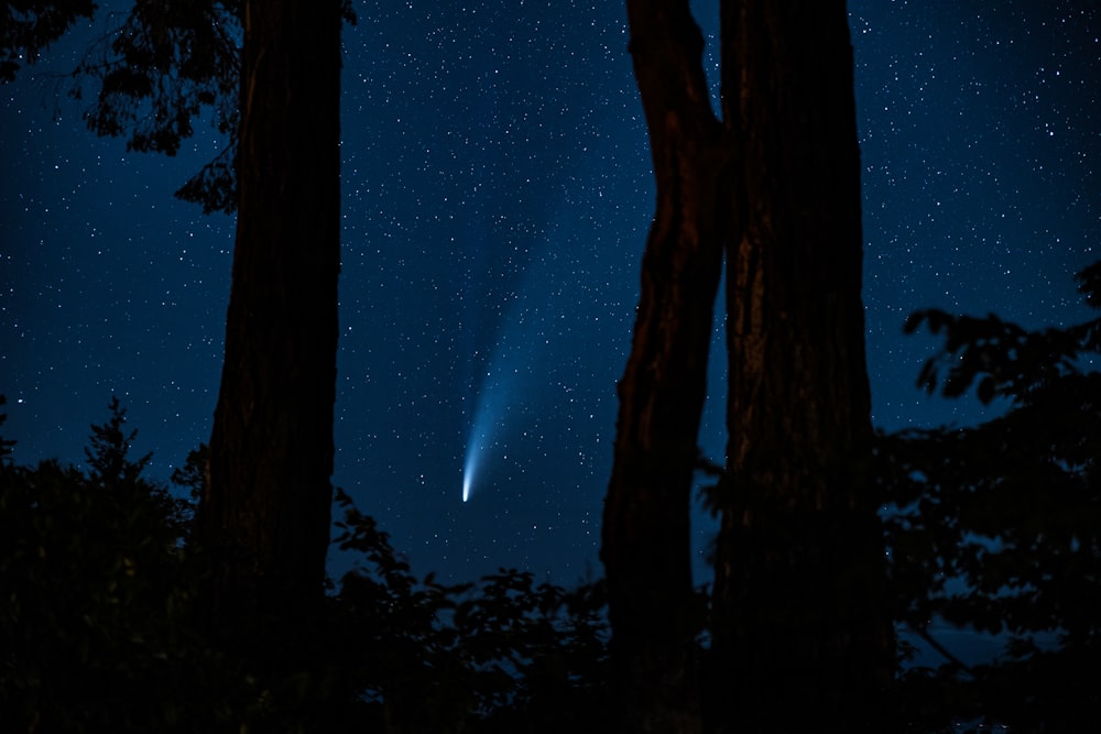 Tronco de árbol marrón durante la noche