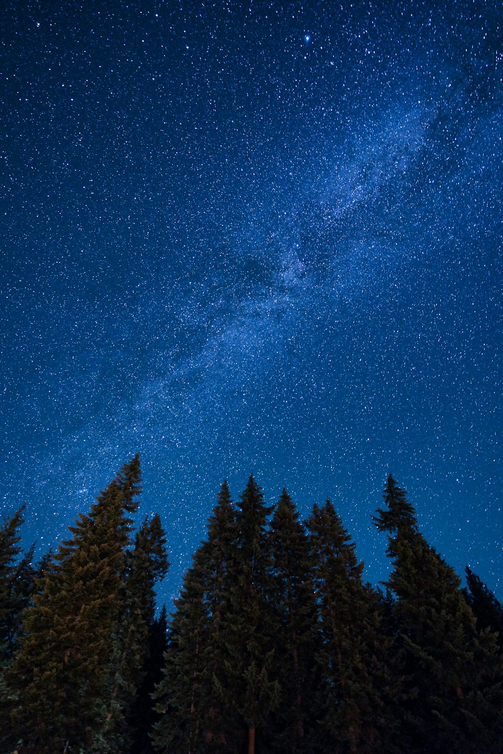 green pine trees under blue sky during night time