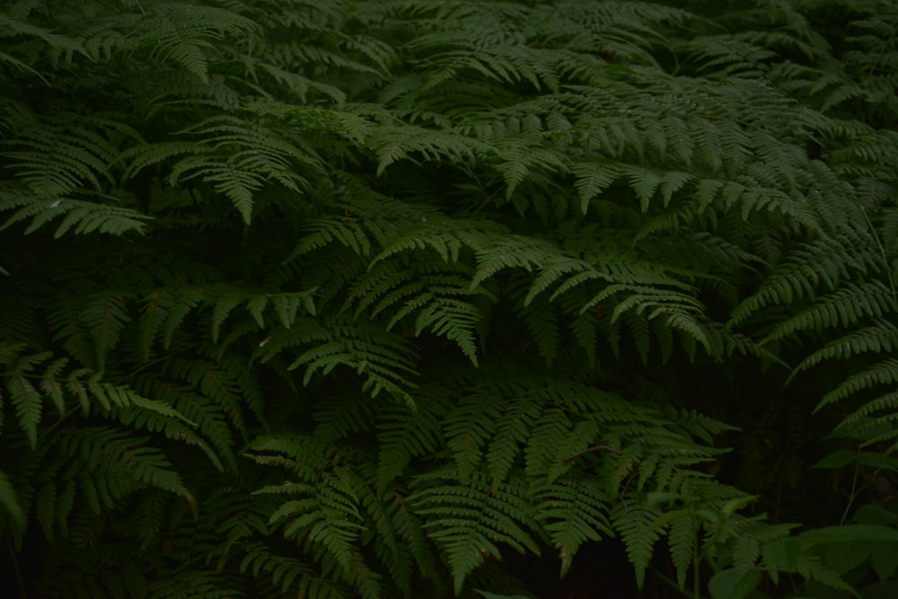 green fern plant during daytime