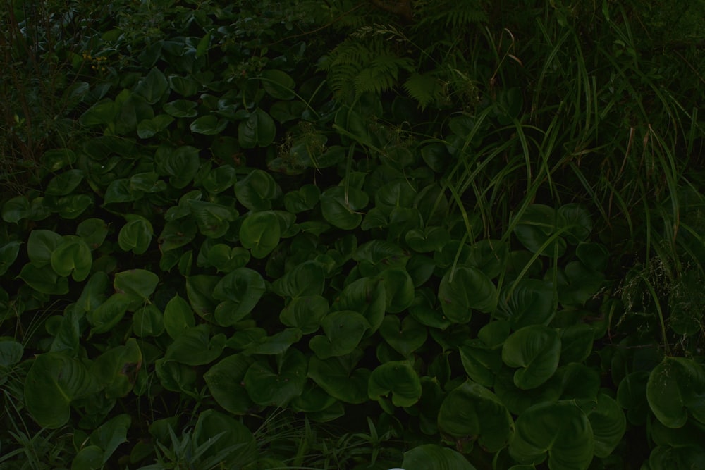 green leaves plant during daytime