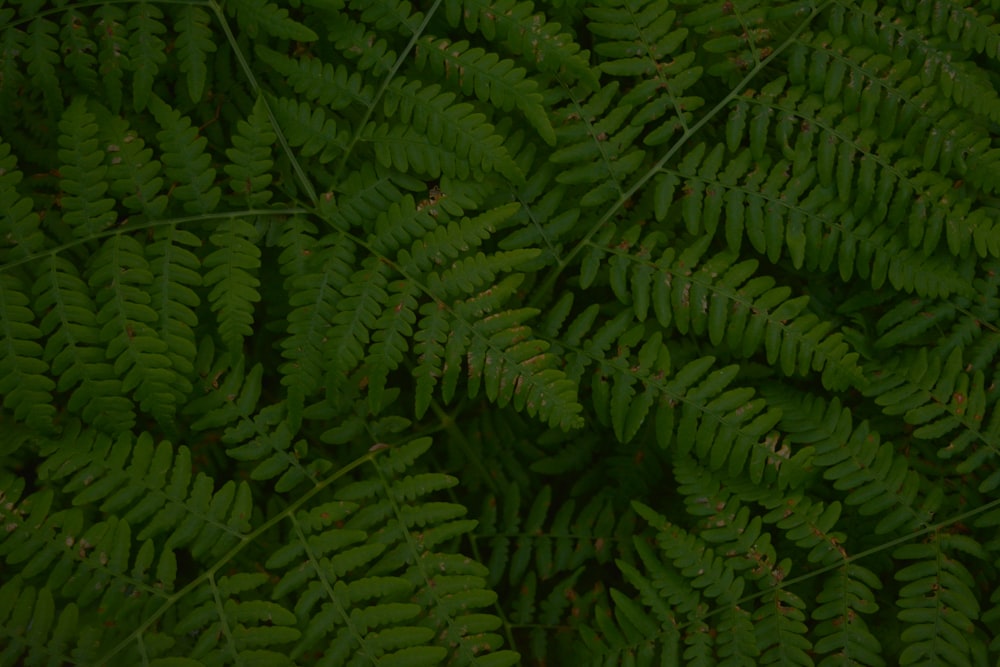 green fern plant during daytime