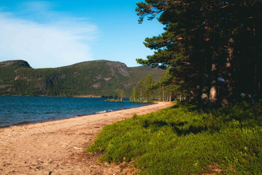 green trees near body of water during daytime in Treungen Norway