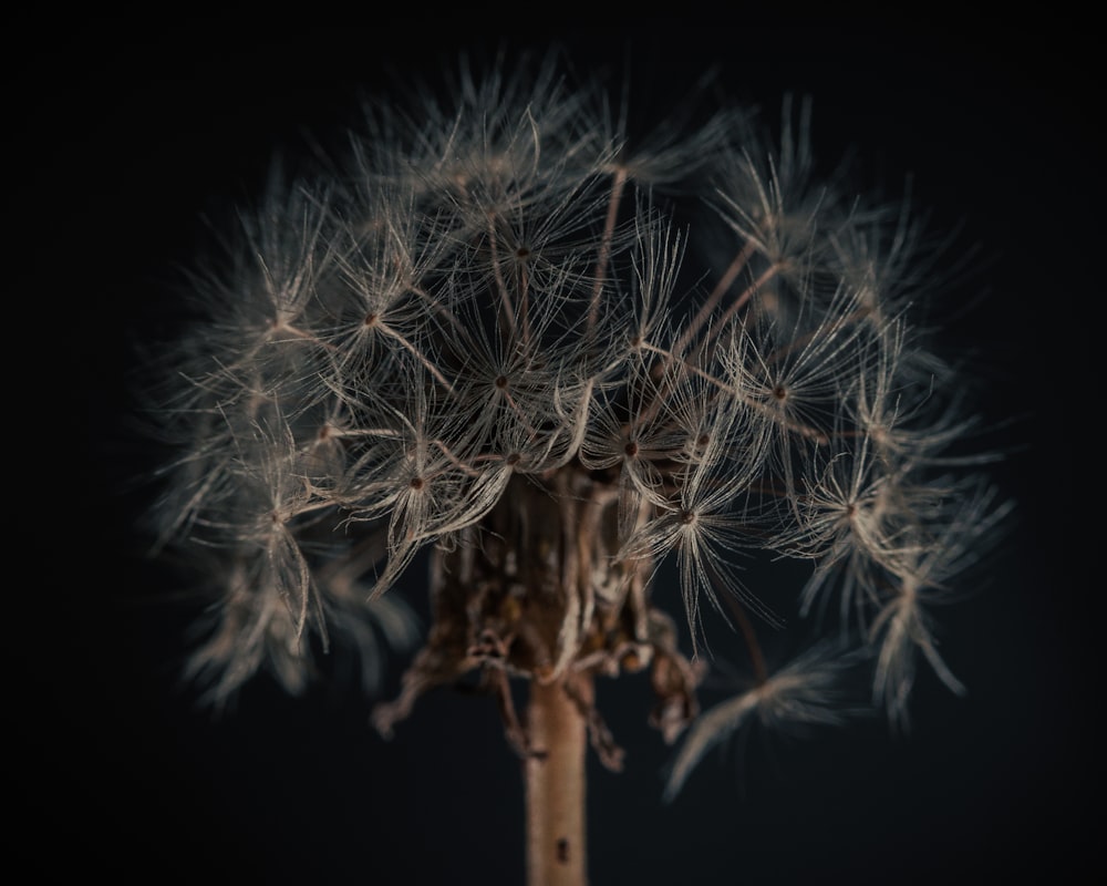 white dandelion in close up photography