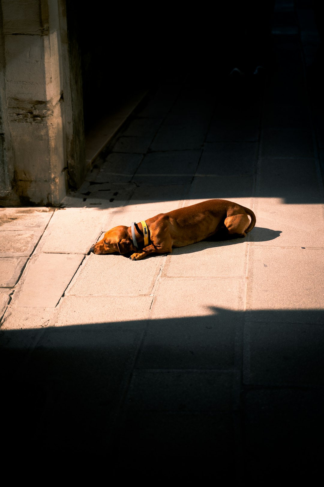 brown short coated dog lying on gray concrete floor