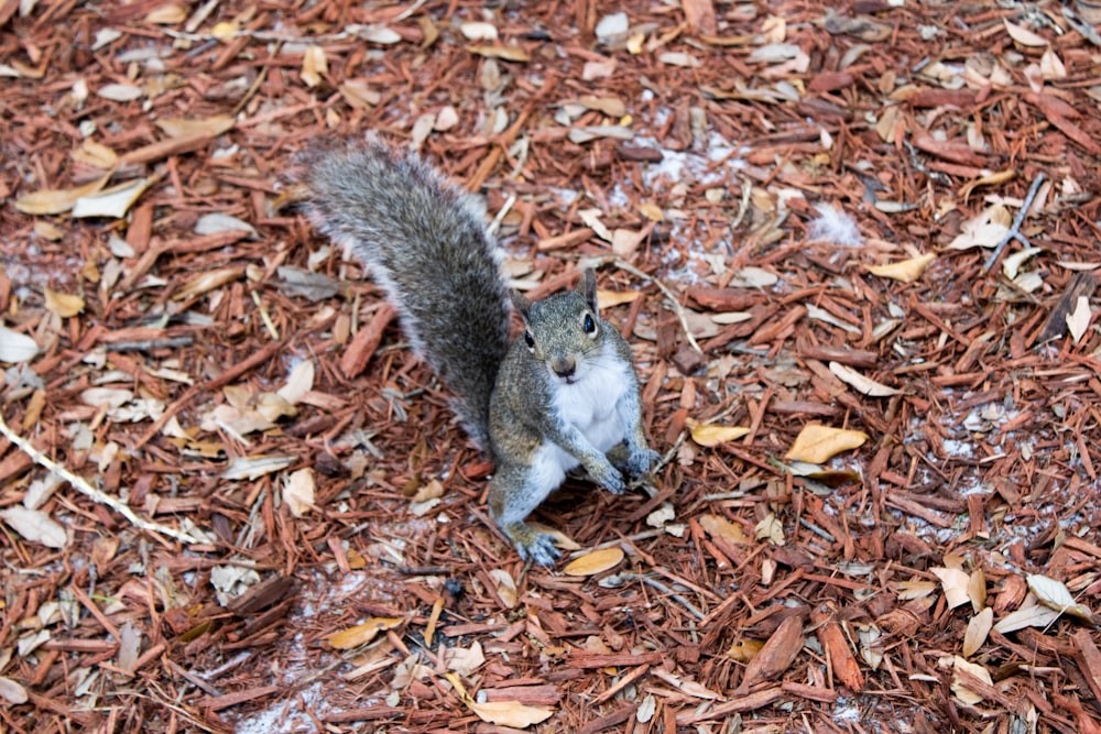 gray squirrel on brown leaves