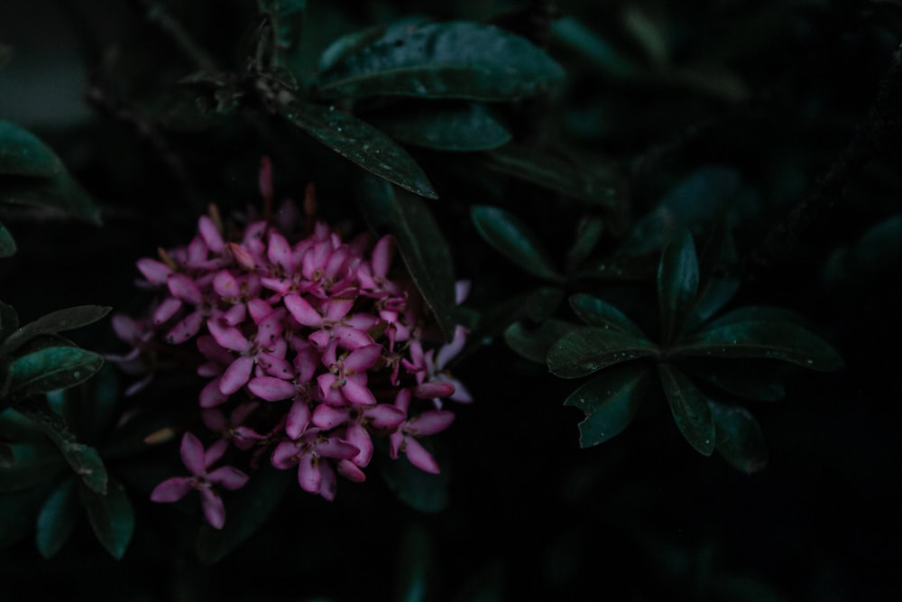 pink flowers with green leaves