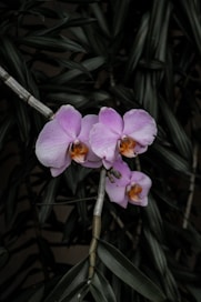 purple moth orchids in bloom during daytime