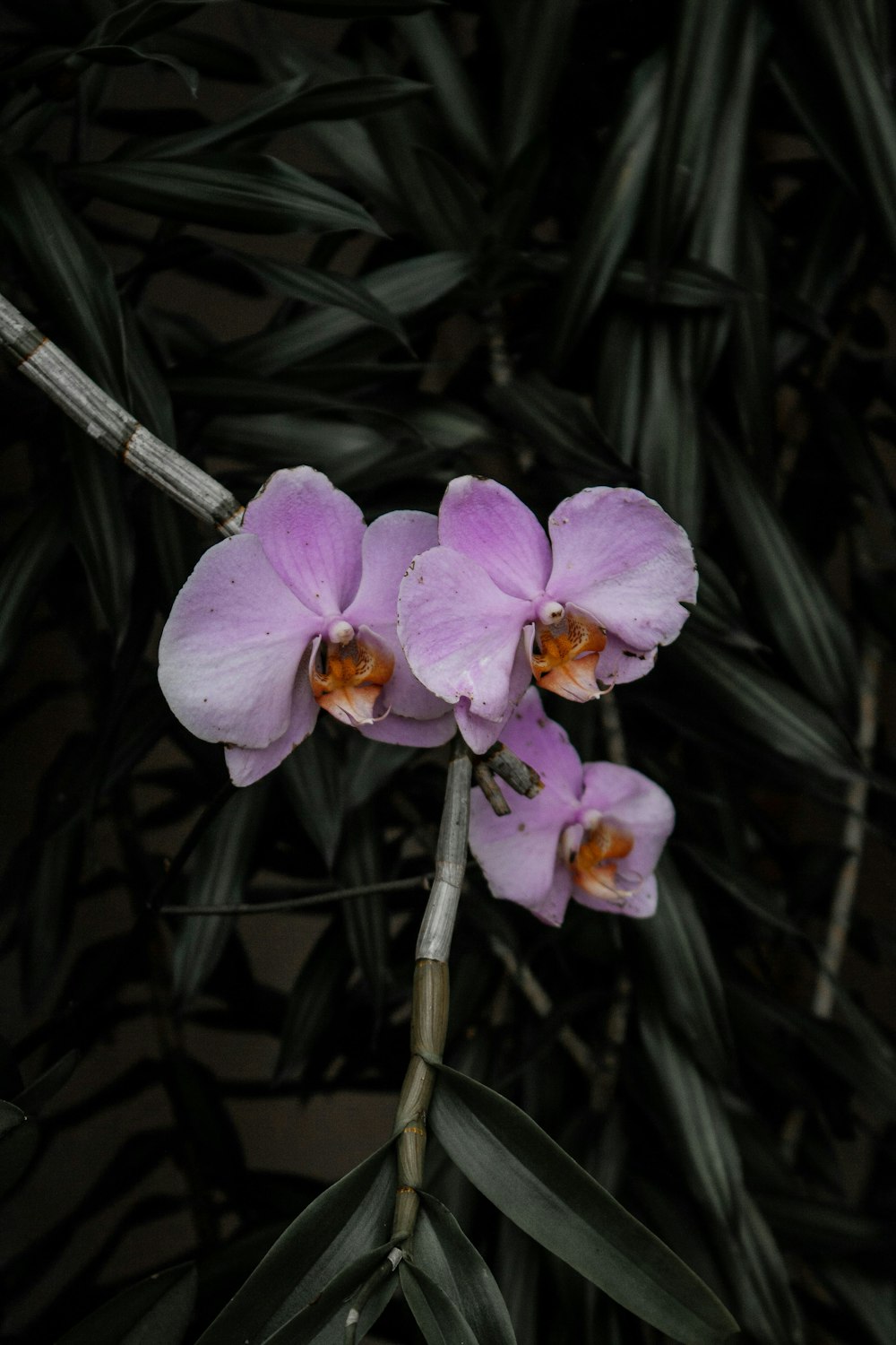 purple moth orchids in bloom during daytime