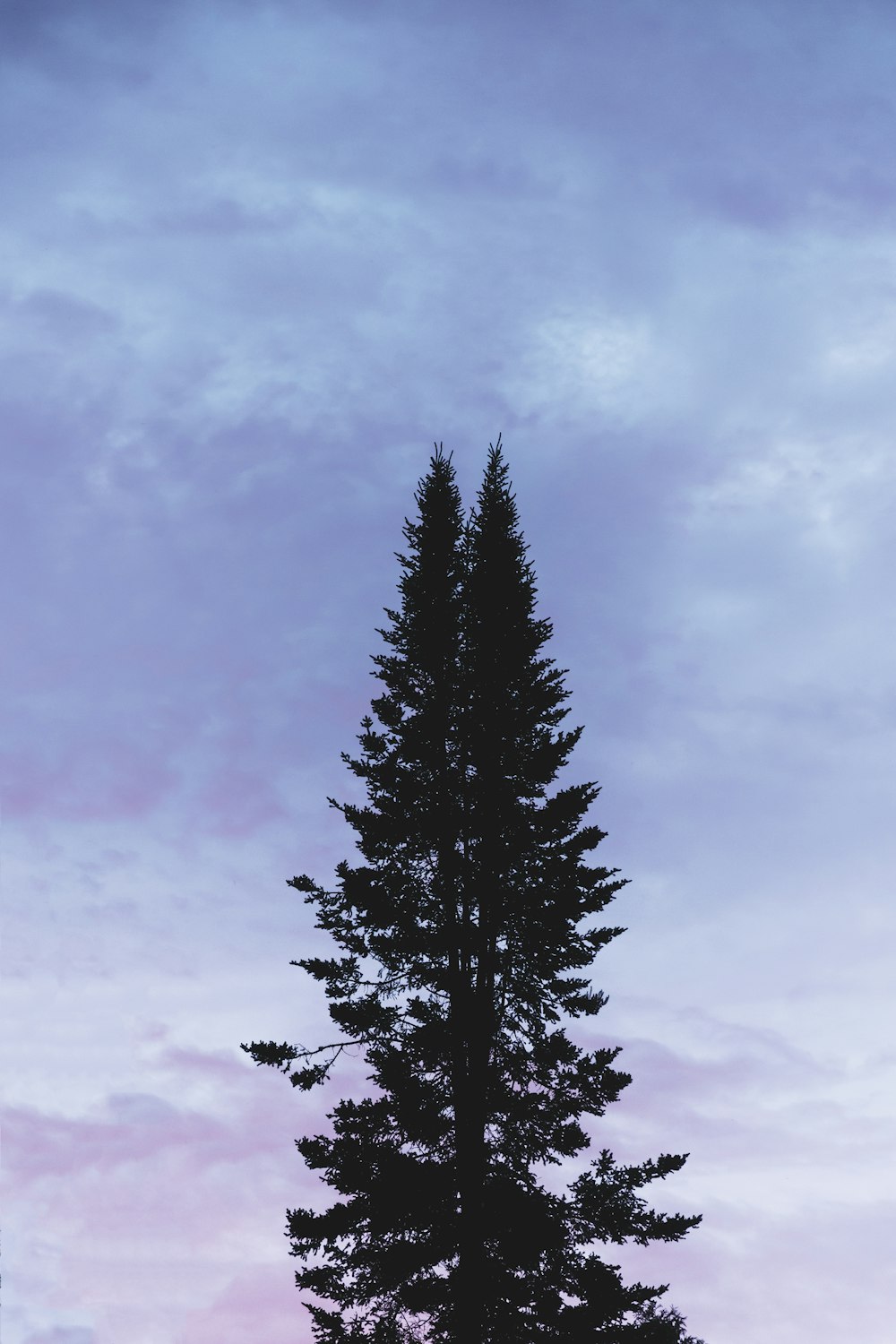 green pine tree under cloudy sky during daytime