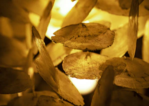 brown dried leaf in close up photography