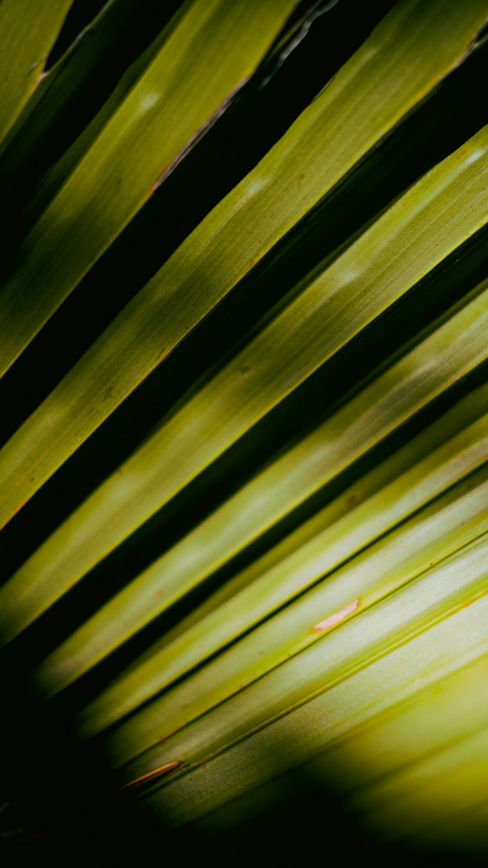 green and black striped textile