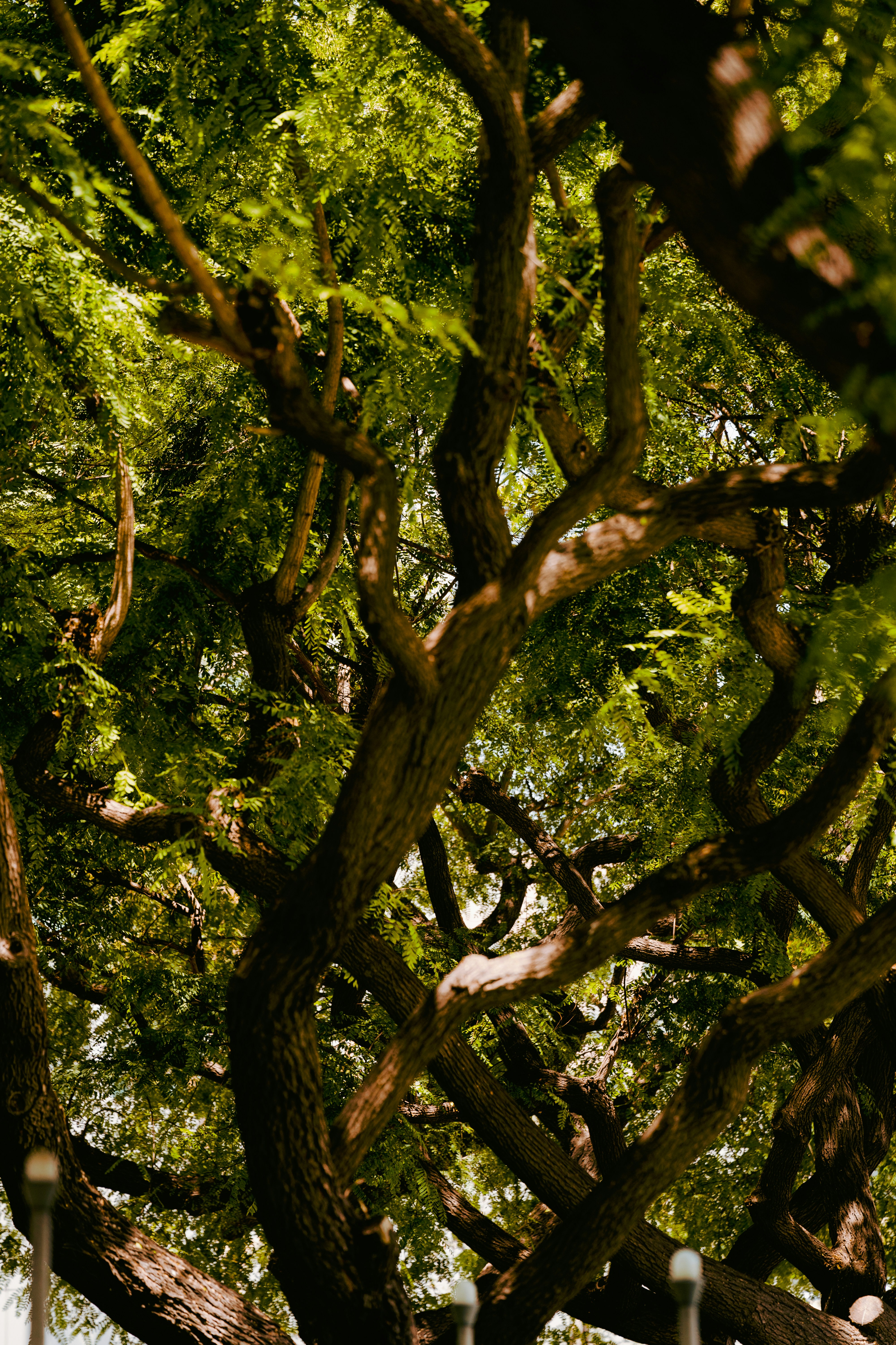Green trees under sunny sky photo – Free Pattern Image on Unsplash