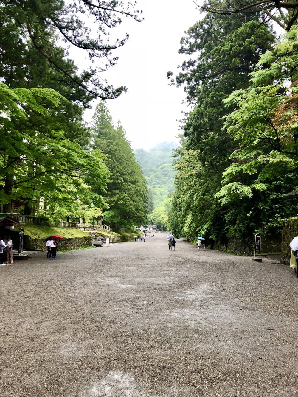 people walking on pathway between green trees during daytime