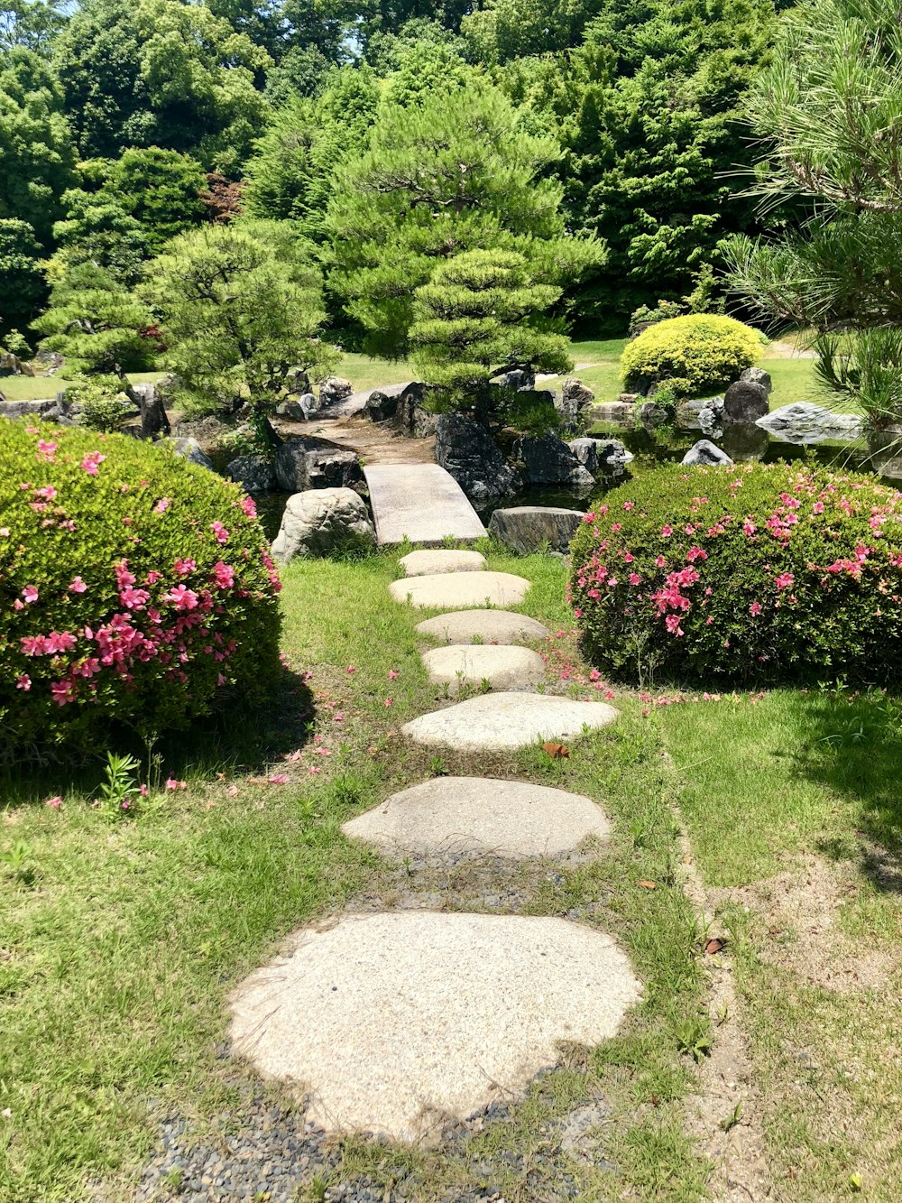 Foto Un jardín con rocas y plantas y un estanque – Imagen Naturaleza gratis  en Unsplash