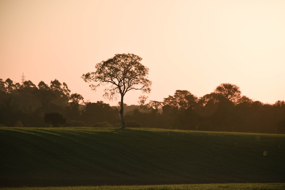 green grass field with trees during daytime