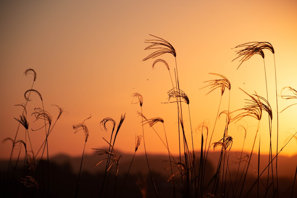 Silhouette des Grases bei Sonnenuntergang