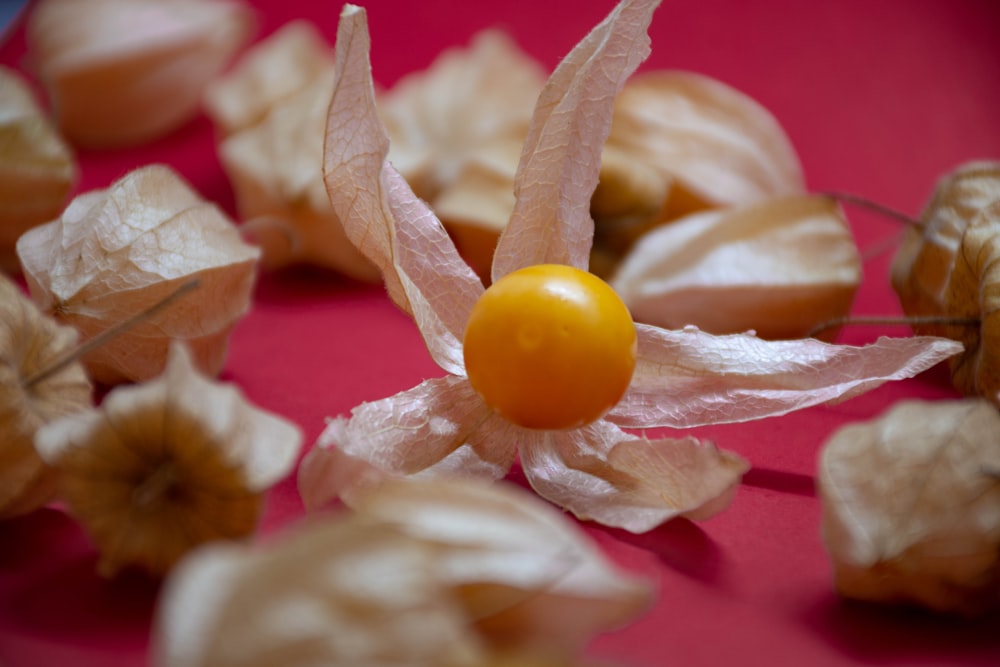 gelbe runde Frucht auf rosa und braunen Blättern