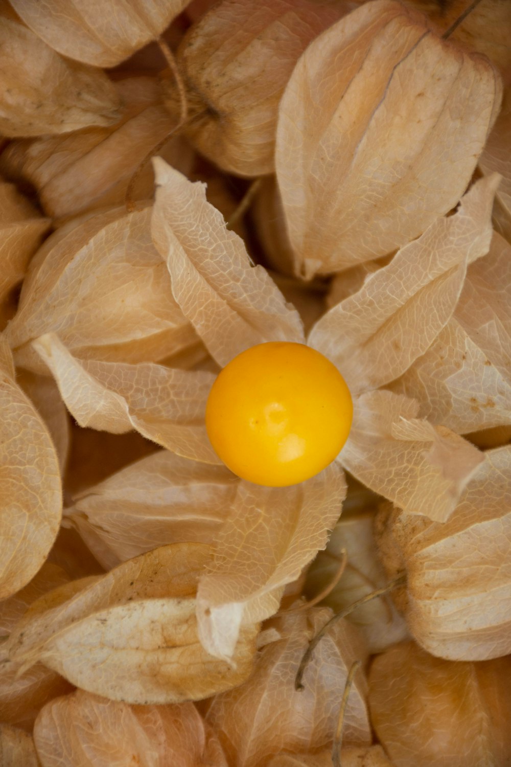 Gelbe runde Frucht auf braunen getrockneten Blättern